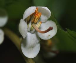 Legevintergrønn (Pyrola rotundifolia)