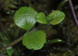Linnea (Linnaea borealis)