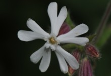 Hvit jonsokblom (Silene latifolia)