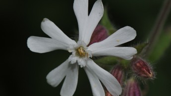 Hvit jonsokblom (Silene latifolia)