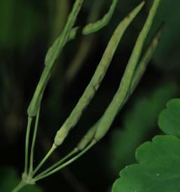 Svaleurt (Chelidonium majus)