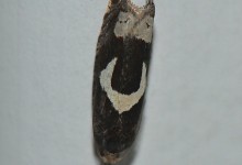 Burotstengelvikler (Epiblema foenella)