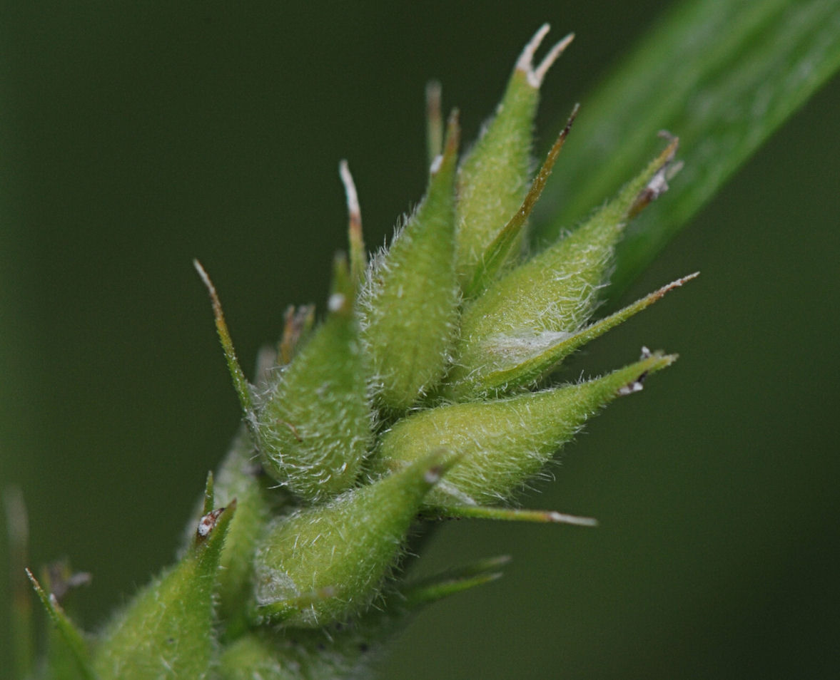 Lodnestarr (Carex hirta)