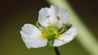 Vassgro (Alisma plantago-aquatica)