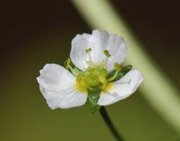 Vassgro (Alisma plantago-aquatica)