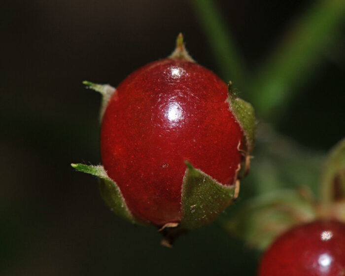 Tågebær (Rubus saxatilis)