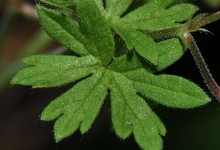Småstorkenebb (Geranium pusillum)