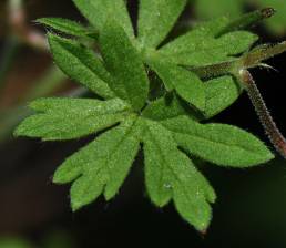 Småstorkenebb (Geranium pusillum)