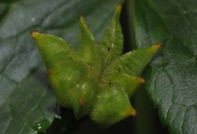 Bekkeblom (Caltha palustris)
