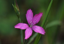 Engnellik (Dianthus deltoides)