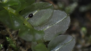 Bekkerundmose (Rhizomnium punctatum)