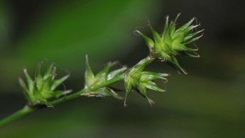 Stjernestarr (Carex echinata)