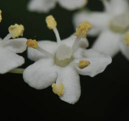 Svarthyll (Sambucus nigra)