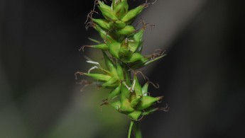 Tettstarr (Carex spicata)