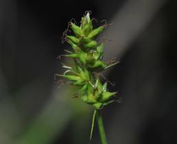 Tettstarr (Carex spicata)