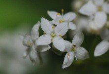 Hvitmaure (Galium boreale)