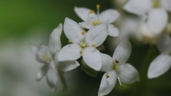 Hvitmaure (Galium boreale)