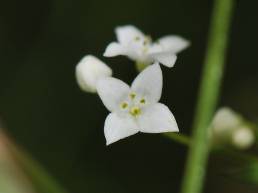 Sumpmaure (Galium uliginosum)