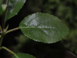 Nikkevintergrønn (Orthilia secunda)