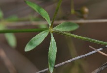 Myrmaure (Galium palustre)