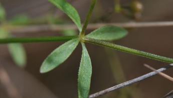 Myrmaure (Galium palustre)