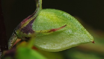 Engmarimjelle (Melampyrum pratense)