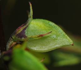 Engmarimjelle (Melampyrum pratense)
