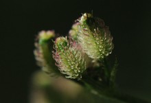 Rødkjeks (Torilis japonica)