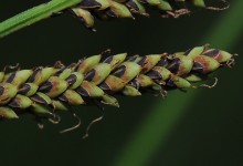 Slåttestarr (Carex nigra)