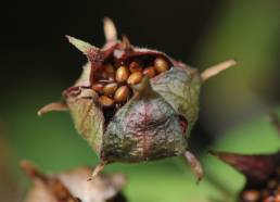 Myrhatt (Potentilla palustris)