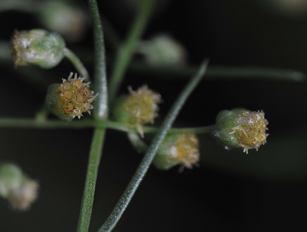 Markmalurt (Artemisia campestris)