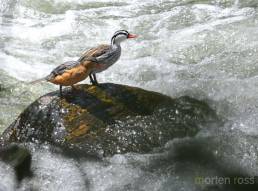 Torrent Duck (Merganetta armata)