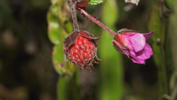Yanacocha plant 01 (Rubus sp)