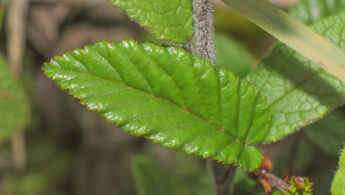 Yanacocha plant 01 (Rubus sp)