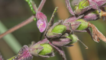 Yanacocha plant 06 (Neobartsia)