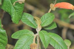 Yanacocha plant 07 (Lobelioideae)