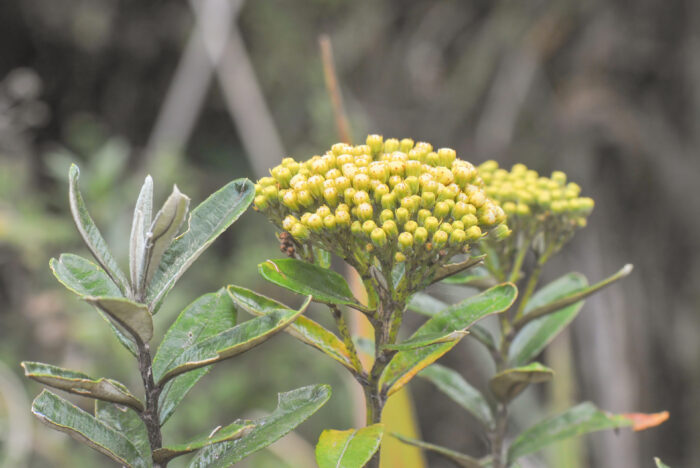 Cayambe Coca plant 14 (Asteraceae)