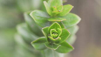 Valeriana microphylla