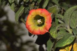 Red Angel's Trumpet (Brugmansia sanguinea)