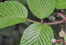 Cayambe Coca plant 22 (Rubus sp)