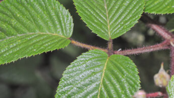 Cayambe Coca plant 22 (Rubus sp)
