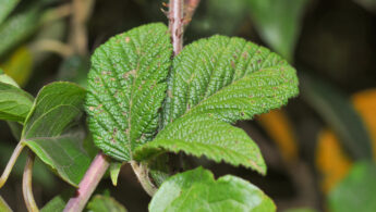 Cayambe Coca plant 26 (Rubus sp)