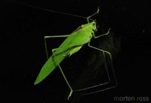 Tandayapa Bush-cricket 01 (Tettigoniidae)