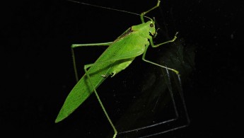 Tandayapa Bush-cricket 01 (Tettigoniidae)