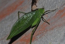 Tandayapa Bush-cricket 02 (Tettigoniidae)