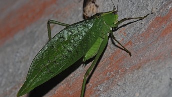 Tandayapa Bush-cricket 02 (Tettigoniidae)