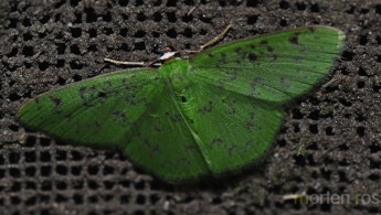 Tandayapa Lepidoptera 10