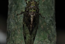 Tandayapa Cicada