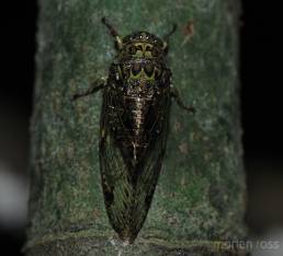 Tandayapa Cicada