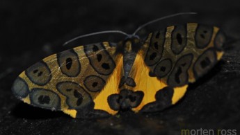 Tandayapa Lepidoptera 22